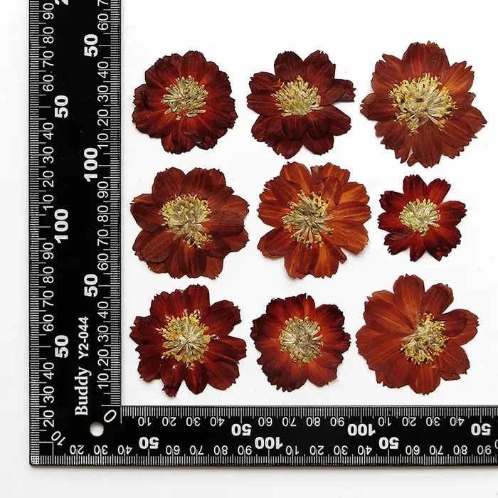 120 pièces de fleurs séchées pressées