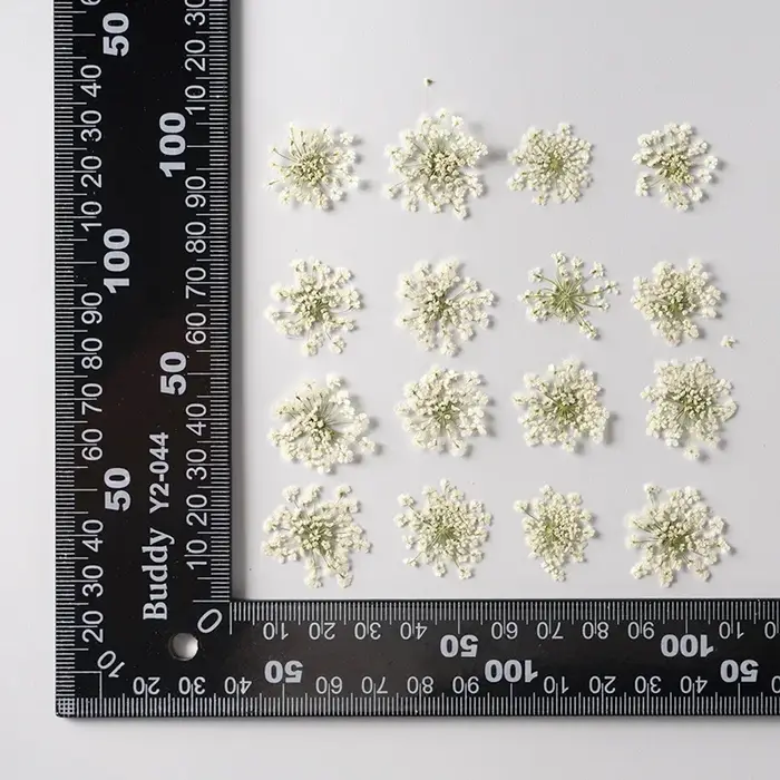 Fleur Ammi Majus séchée et pressée naturelle, 12 pièces/paquet, pour coque de téléphone portable, ma