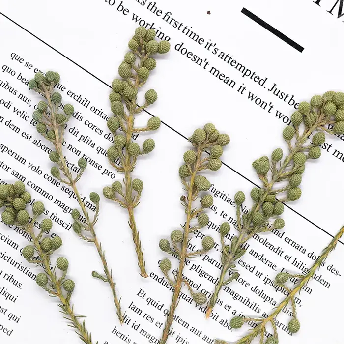 12 pièces, fleurs de corail vert naturel séchées et pressées