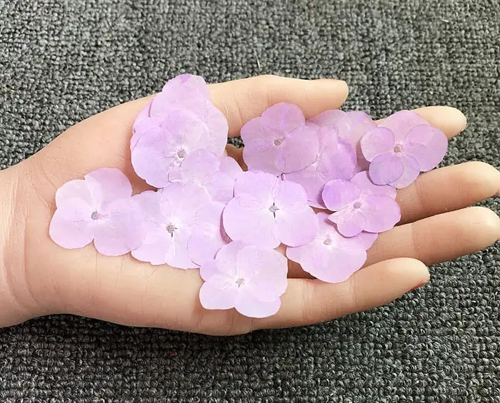 60 pièces de fleurs d'hortensia macrophylla séchées pressées, herbarium pour bijoux, coques de télép