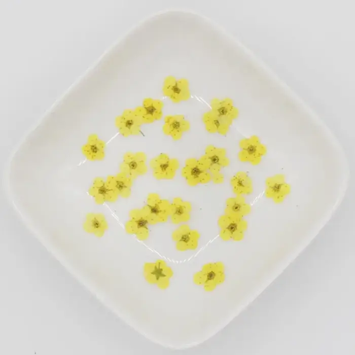 Mini PMurcia vaccé Narcisse Jonquilla Fleur Plante, Herbier pour Élection, Bijoux en Résine Xy, Marq