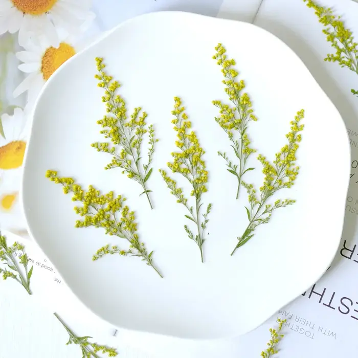 12 pièces, fleurs séchées pressées de rose dorée naturelle