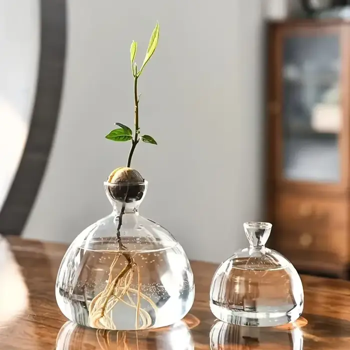 Vase d'avocat pour culture d'ampoule en verre