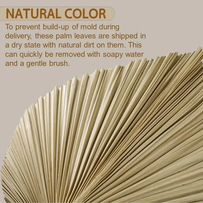 Feuilles de palmier naturelles séchées