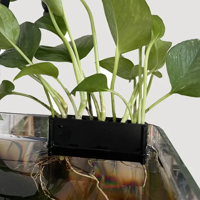 Support pour plantes d'aquarium avec crochet de suspension