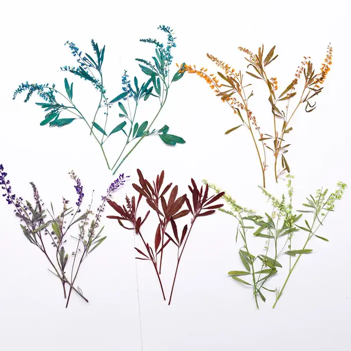 24 pièces, Fleurs de Mélilot Naturelles Pressées