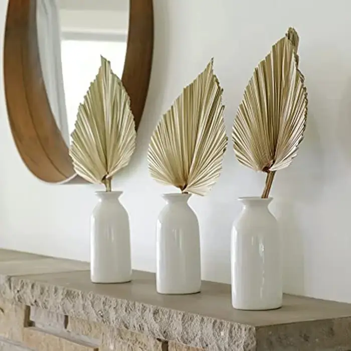 Feuilles d'éventail de palmier