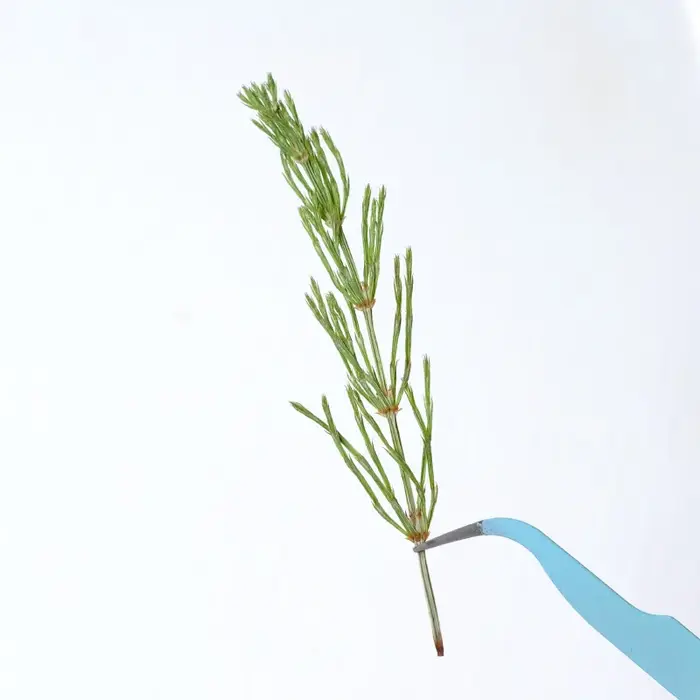 Herbe naturelle en relief fleur immortelle à la main