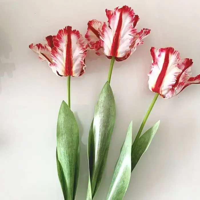 Fleur pour la maison, les fêtes