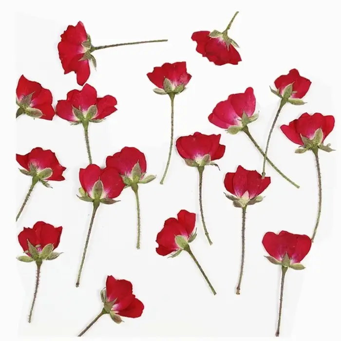 Branches de fleurs de Roses séchées pressées naturelles, petites Mini roses sèches pour bricolage de
