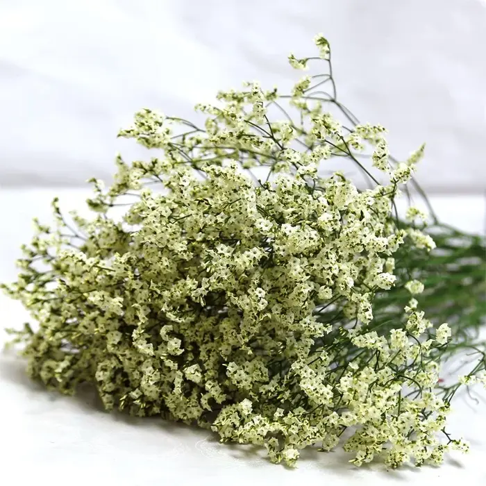 Fleurs naturelles séchées et conservées