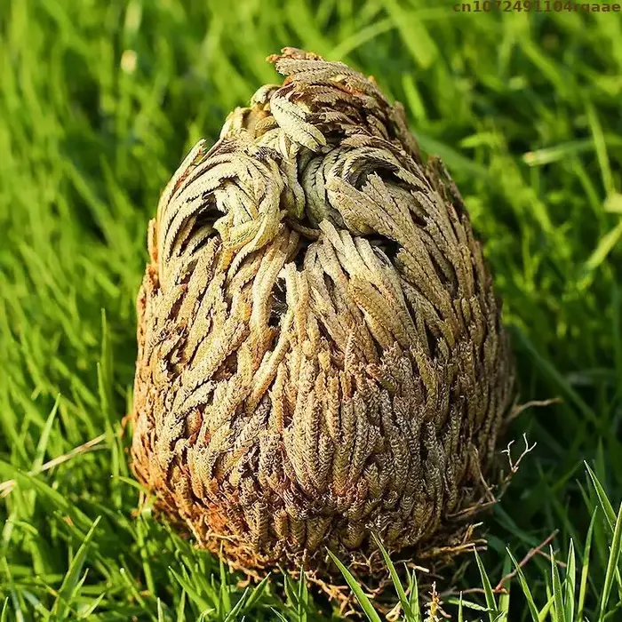 Jericho – boules de Selaginella Tamariscina séchées en Rose naturelle