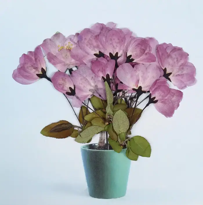 Fleur de bégonie naturelle PMurcia avec tige