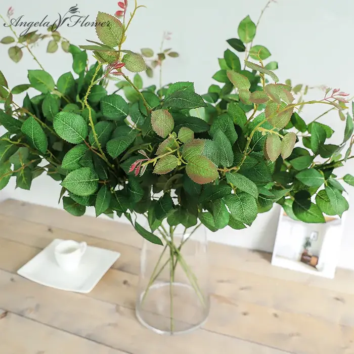 Plantes vertes pour décoration