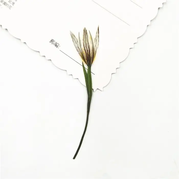 Petites fleurs naturelles de lys séchées