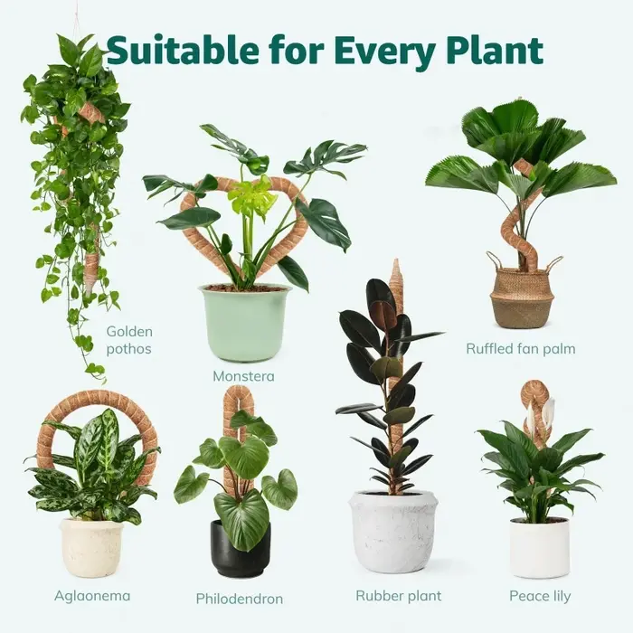Poteau d'escalade pour plantes
