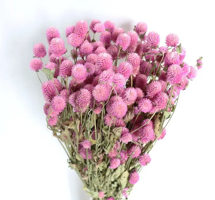 Bouquet de fleurs séchées d'amarante