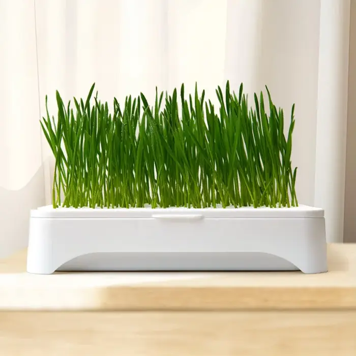 Bac de culture hydroponique pour herbe à chat