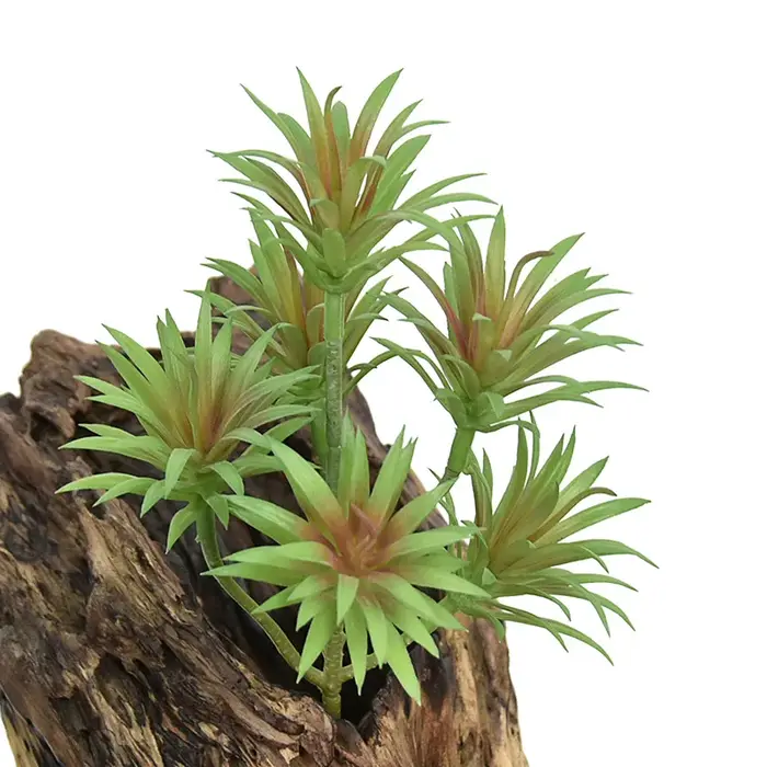Simulation de plantes vertes du désert tropicaux