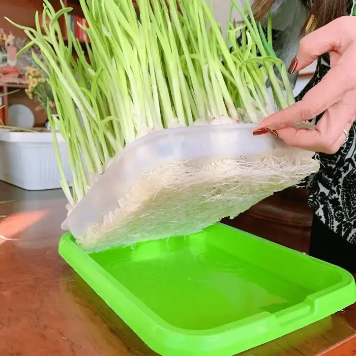 Plateau de germination de jardin