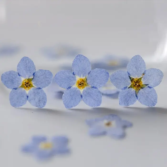 100 fleurs de myosotis