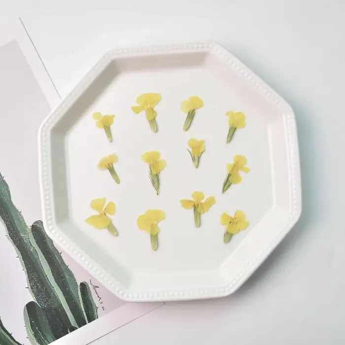 24 pièces/2-3CM, œillet naturel fleur séchée en relief acacia prune vraie