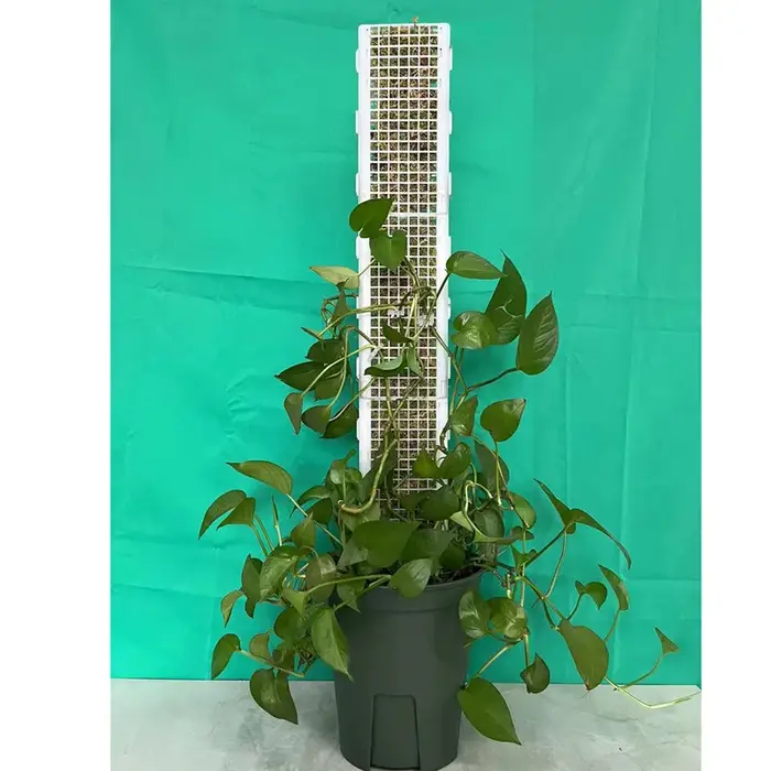 Cadre d'escalade pour plante