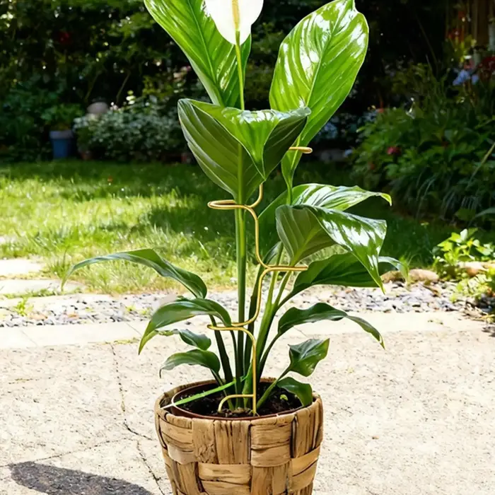 Supports de plantes en métal pour Monstera