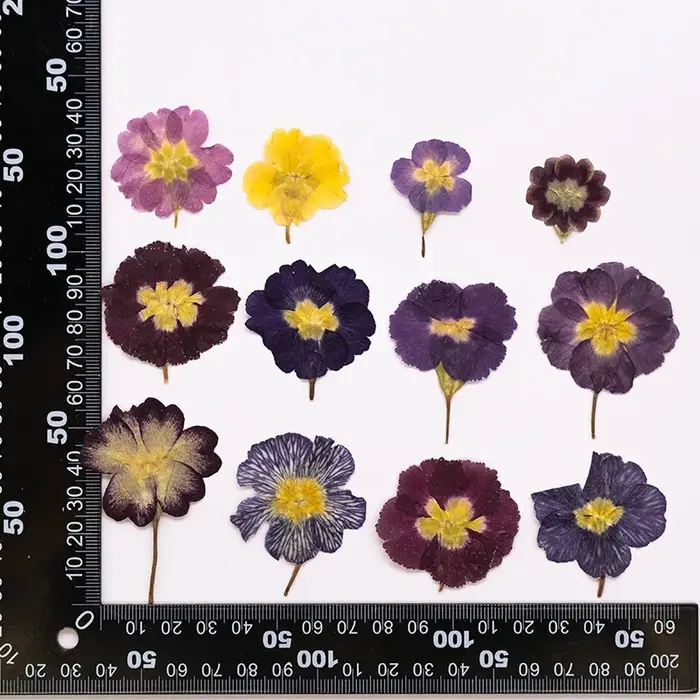 48 pièces de fleurs séchées de primrose européenne