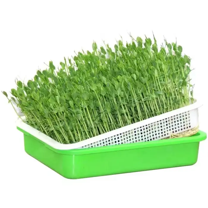 Plats à germer avec couvercle pour plantes à domicile