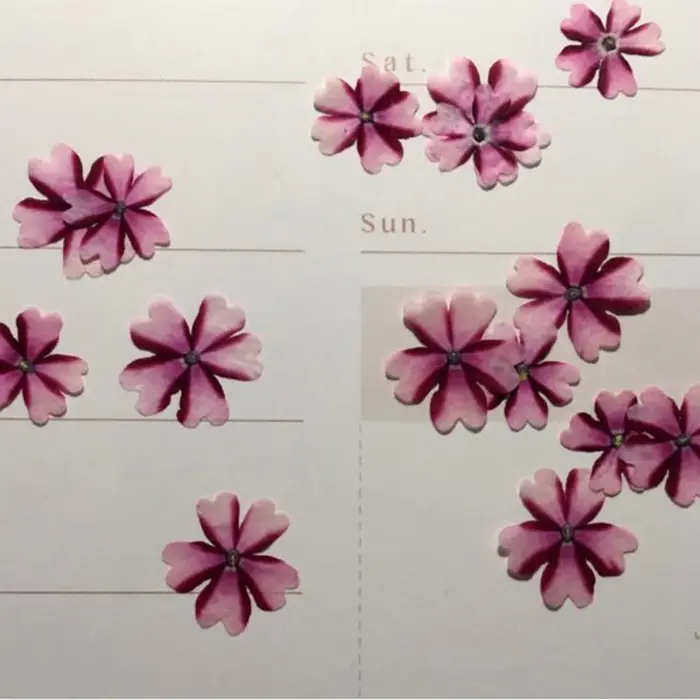 Fleur de verveine Hortensis séchée pressée