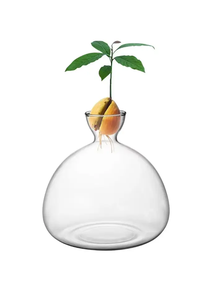 Vase de germination pour graines d'avocat, kit de culture d'avocat en vase pour jardinière, cadeau, 