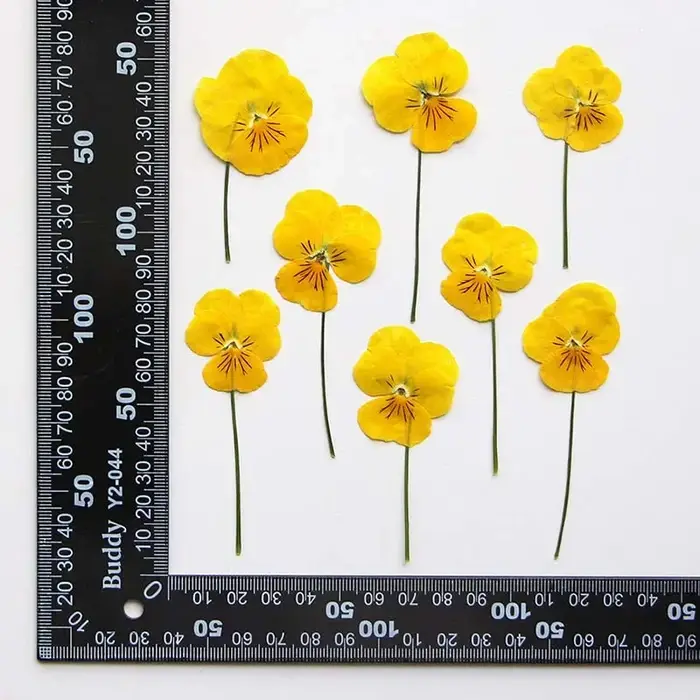Véritables branches séchées naturelles PMurcia Viola Cornuta Fowers