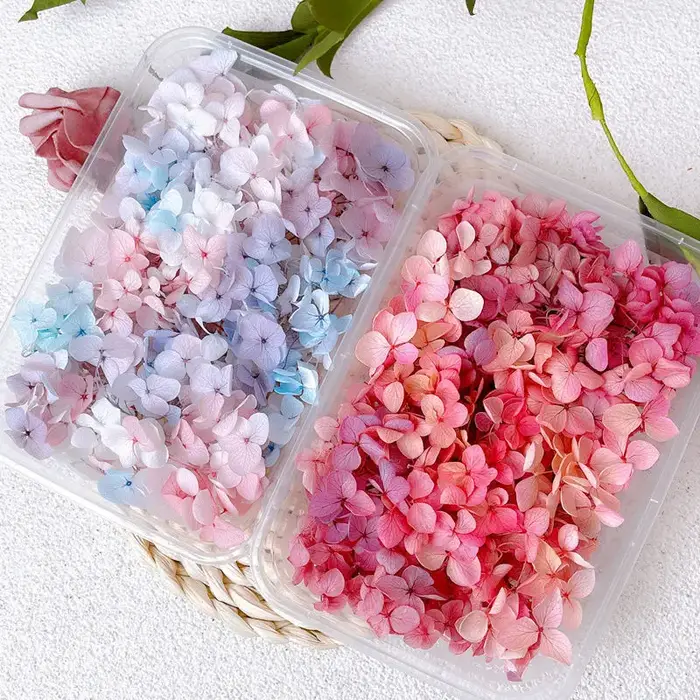 Anna – hortensia de couleur dégradée