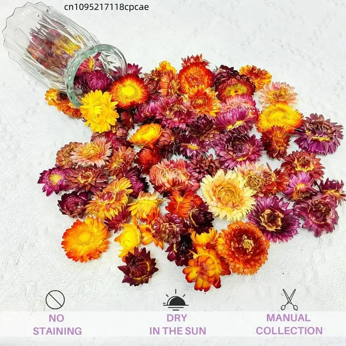Têtes de fleurs de Helichrysum séchées naturelles