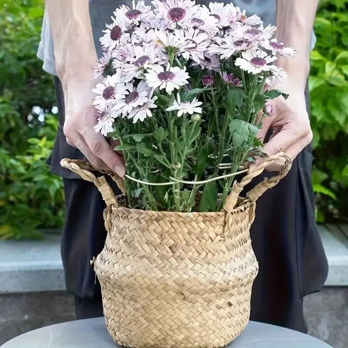Stabilisateur de plantes