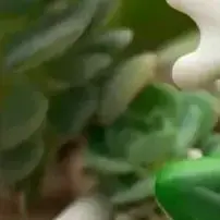 Décorations de cintre de plante de Figurine de grenouille pour des Pots