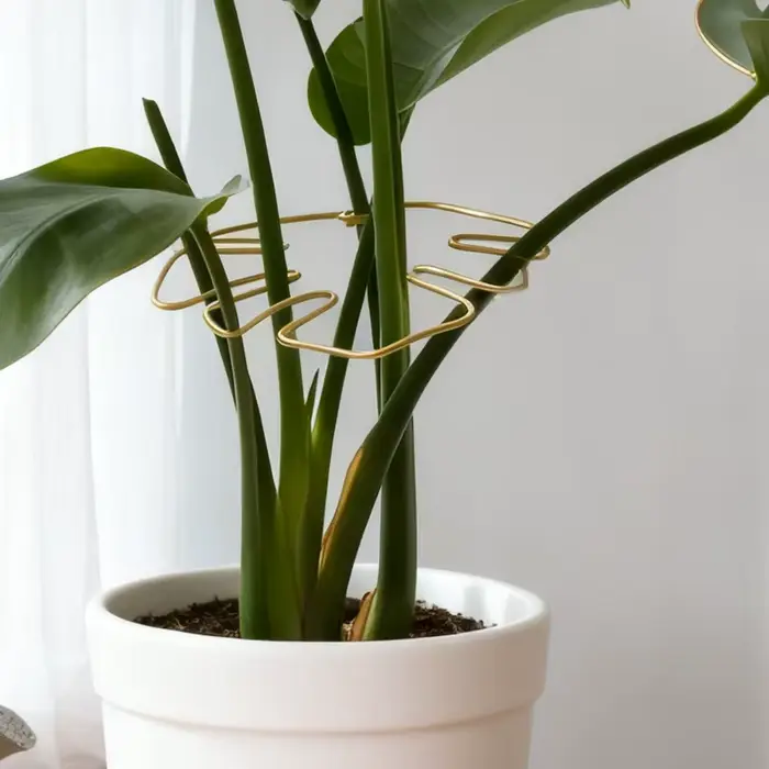 Monstera – Support de tige de plante