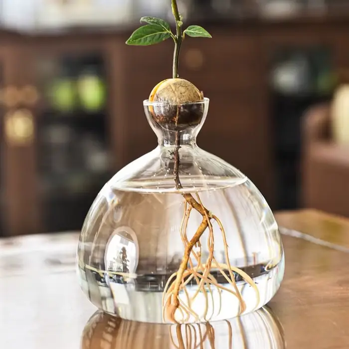 Kit de culture d'arbre d'avocat, Vase de démarrage de graines d'avocat, Pot de plante en verre avec 