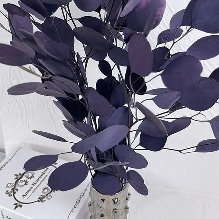 Feuilles rondes d'eucalyptus pour la décoration intérieure