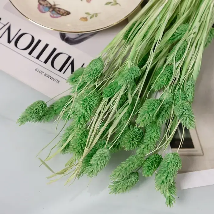 50 pièces fleurs séchées naturelles gemme herbe Phalaris plante maison salon décoration préservée bijoux