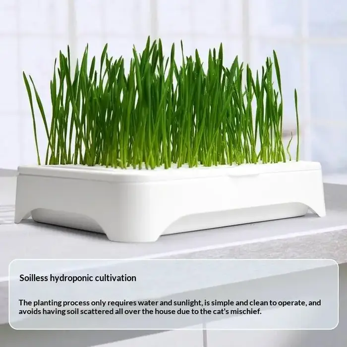 Pot de culture hydroponique pour herbe à chat, culture sans terre, pour semis de blé, dispositif hydroponique pour chatons, pot de plantation horticole