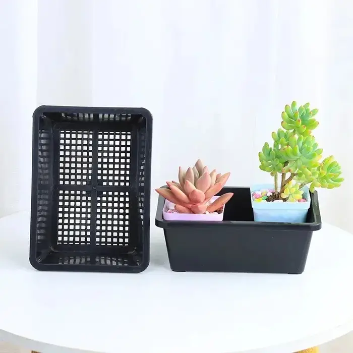 Plateau de semis réutilisable pour plantes succulentes