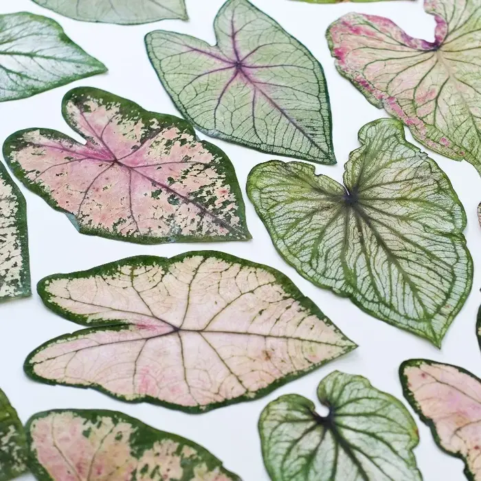 1 pièce, Feuillage de Caladium pressé véritable