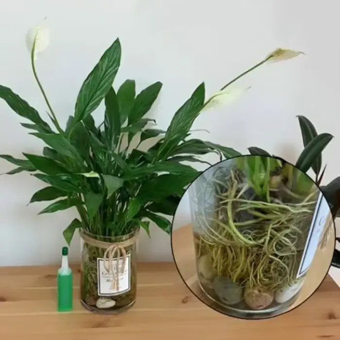 Engrais liquide pour plantes hydroponiques