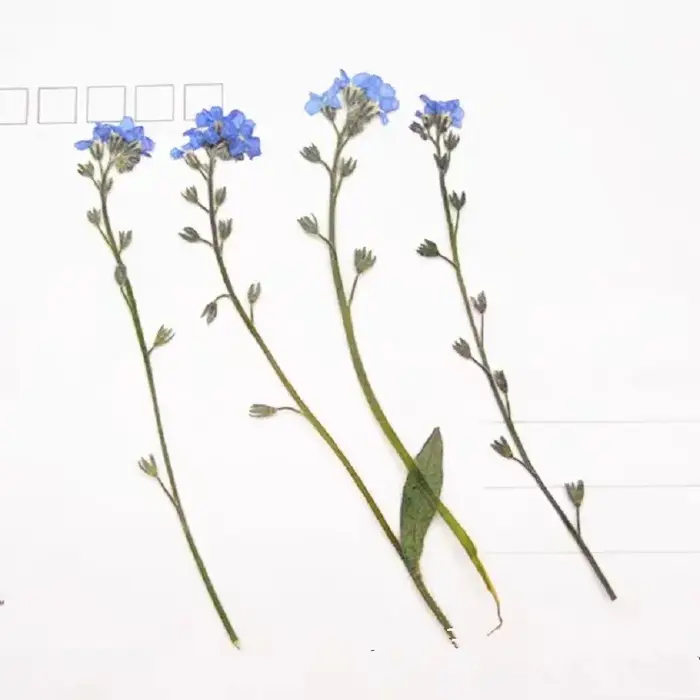 1 ensemble de fleurs de myosotis pressées