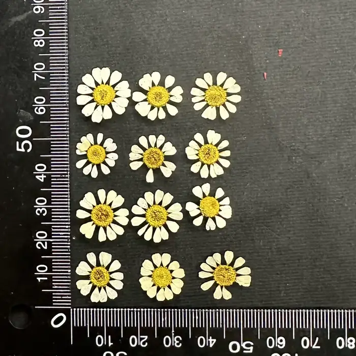 12 pièces/1-2 cm, Mini fleur sèche naturelle camomille, cadre Photo fait à la main, matériel de bric
