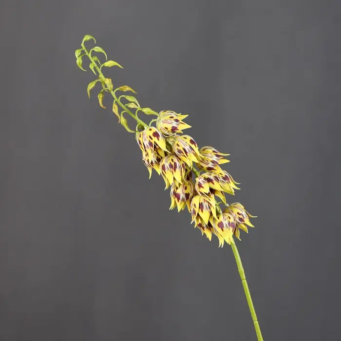 Tige de Yucca Artificielle en Forme de Cloche, Toucher Réaliste, Aspect Soie, Fleur Suspendue, Longue Tige, Faux Yucca en Plastique pour Décoration d'Événements