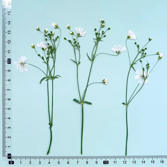 Fleurs séchées de néphra blanche véritable, 12 pièces, avec fleur pressée pour coque de téléphone ép