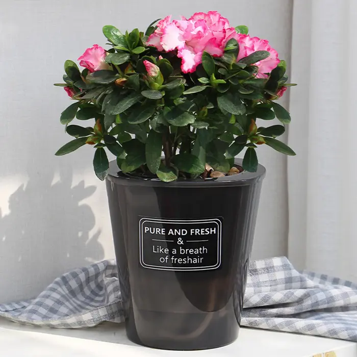 Pot de Fleur Hydroponique Créatif